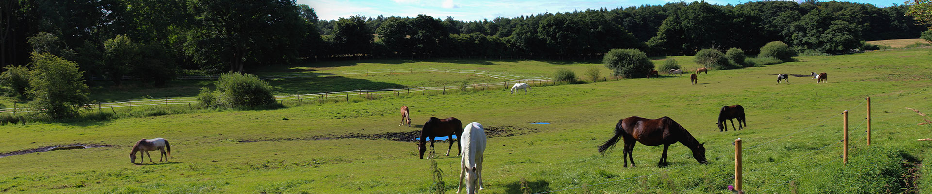 Pferde Wiese Wald